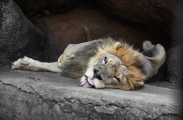 he lion sleeps lying on the side and tongue hanging out