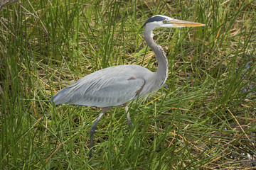 Great blue heron standing in Florida's Everglades National Park.