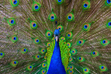 Obraz premium Portrait of beautiful peacock with feathers out