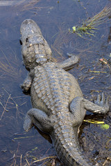 Alligator resting in the swamps of Florida's Everglades National Park.