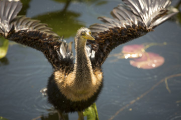 Juvenile anhinga stands with wings outspread in Florida's Everglades.