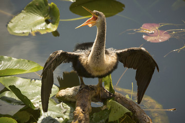 Juvenile anhinga with bill wide open as if singing opera.