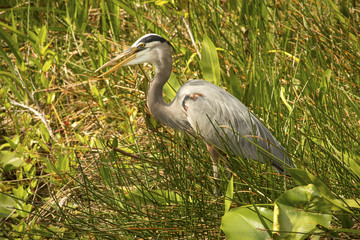 Great blue heron standing in Florida's Everglades National Park.