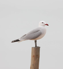 Audouin's Gull perched on a fence post