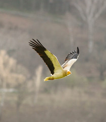Egyptian Vulture