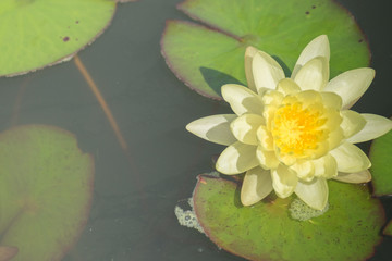 Yellow lotus flower