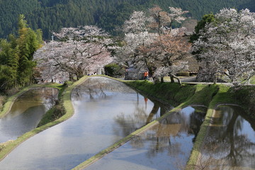 三多気の桜