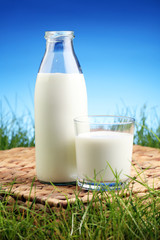 fresh milk in glass jug and glass on fresh green grass