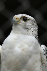 Gyrfalcon portrait (Falco rusticolus)