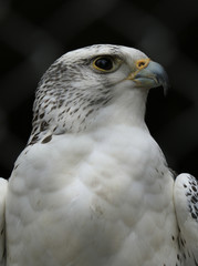 Gyrfalcon portrait (Falco rusticolus)