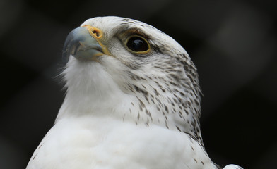 Gyrfalcon portrait (Falco rusticolus)