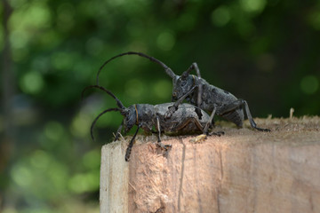 A bugs love