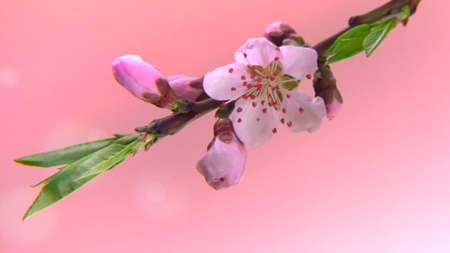 Beautiful Spring Apricot tree flowers blossom timelapse on a pink flickering background. High speed camera shot. Full HD 1080p. Timelapse 