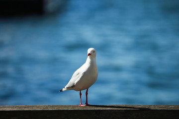 Petrel in Sydney harbour