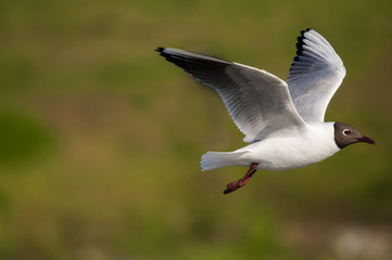 Black-Headed Gull