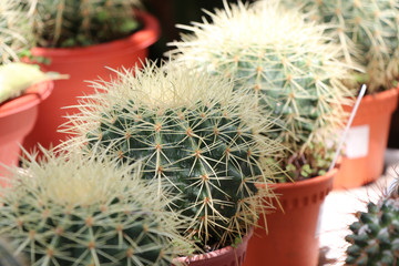 Bright cactus in the flowers market