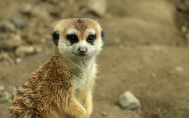 Single Meerkat Looking