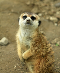 Single Meerkat Looking