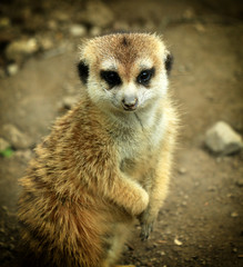 Single Meerkat Looking