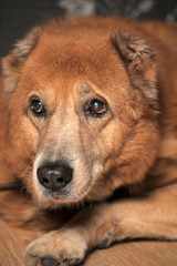 Beautiful alabai central Asian shepherd dog