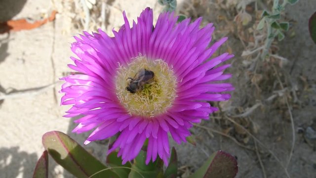 flower bee
