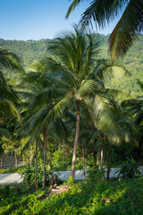 Coconut palm