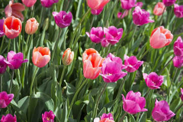 pink and purple tulips from above