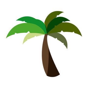white background with palm tree and middle shadow vector illustration