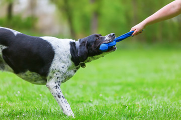 woman's hand and a dog pulling at a toy