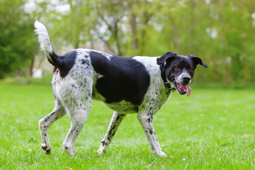 black and white mixed breed dog outdoors