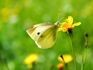 butterfly on a spring green meadow
