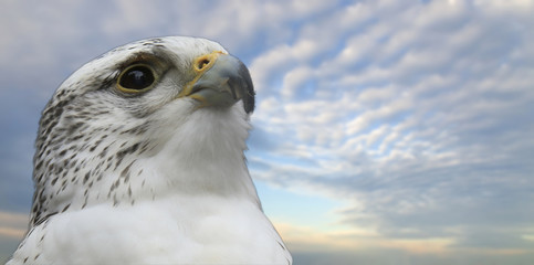 Gyrfalcon portrait (Falco rusticolus)