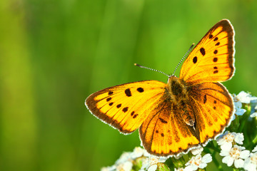 orange butterfly sits on a whites flowers on spring meadow