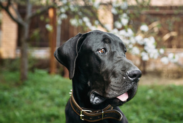 black big dog in a dog collar