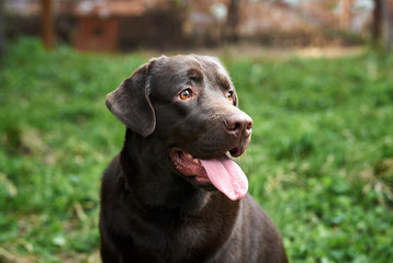 a dog with his tongue out in the street