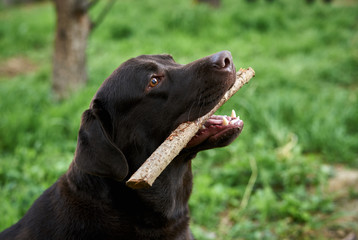 the dog is holding a stick in his teeth