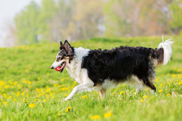 Border Collie with a toy walking in the meadow