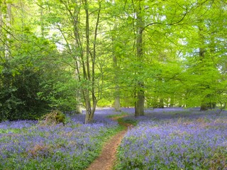 Walking Through Bluebells 2