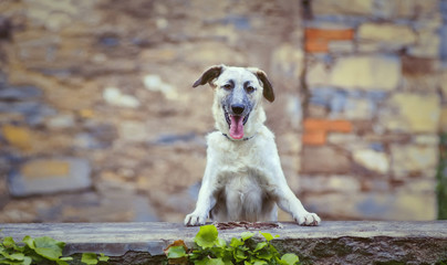 Curious happy puppy black and white half-blood dog with her tongue out standing on the wall before a briched background