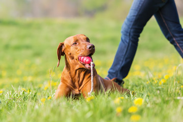 Rhodesian ridgeback lying with a toy in the grass