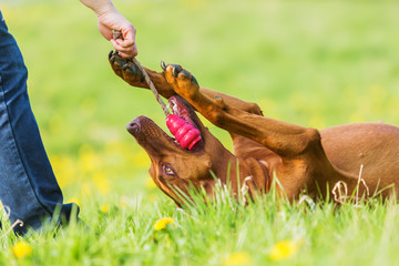 woman plays with a Rhodesian ridgeback outdoors