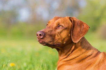 head portrait of a Rhodesian ridgeback