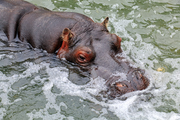 Portrait of a hippopotamus floating on the water