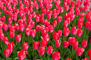 Fototapeta premium Blumenbeet mit roten Tulpen