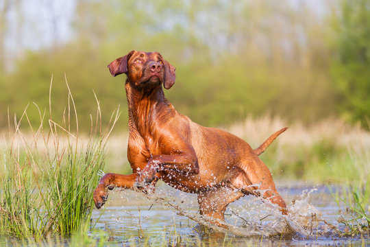 Rhodesian ridgeback running through the water