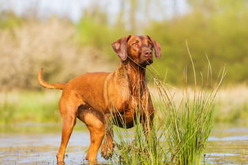 portrait of a Rhodesian Ridgeback at a pond