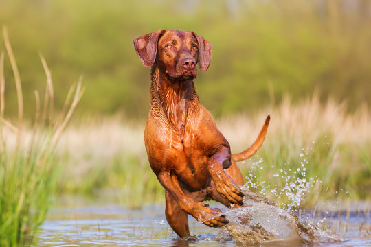 Rhodesian ridgeback running through the water