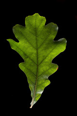 Green oak leaf