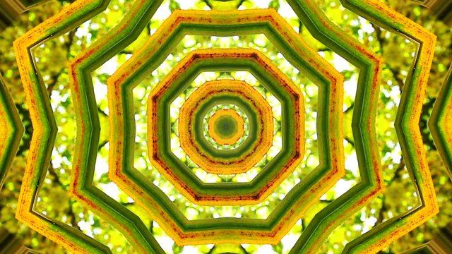 Fondo Fractal Caleidoscopico Vegetal con Hojas de Palmera	
