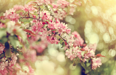 Pink blooming Apple tree in spring.